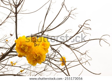 Tabebuia chrysantha (Jacq.). The beautiful color flower in the brighten sunlight.