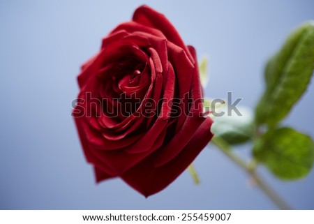Close up of red rose on blue background