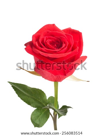 Red rose with green leaves isolated on white background