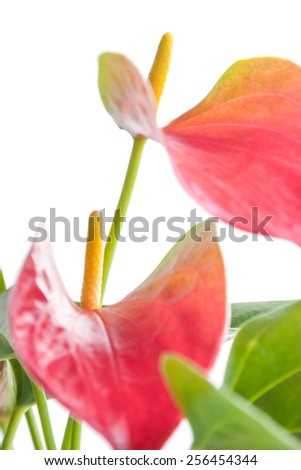Photo beautiful flower shot in studio on white background with soft focus