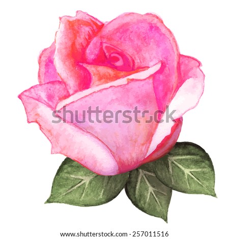 Watercolor pink rose flower with leaves closeup isolated on a white background. Hand painting 