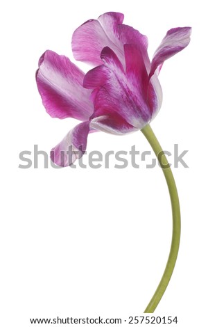 Studio Shot of Magenta Colored Tulip Flower Isolated on White Background. Large Depth of Field (DOF). Macro. National Flower of The Netherlands, Turkey and Hungary.