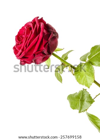 An image of a classic red rose isolated on white