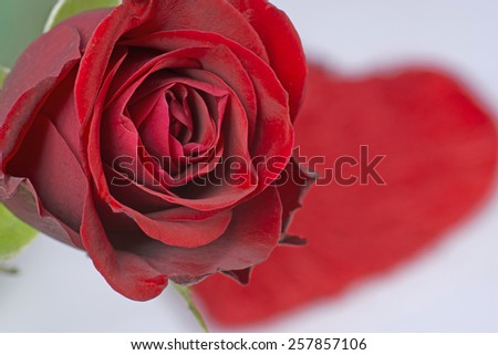 Red rose and heart