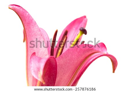pink lily opening  bud isolated on white background