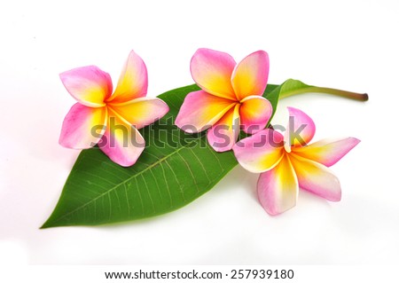 Colorful Plumeria flowers isolated on white background
