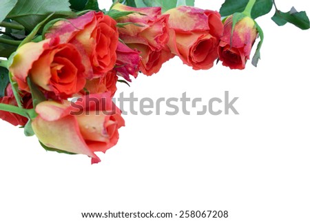 orange rose isolated on white