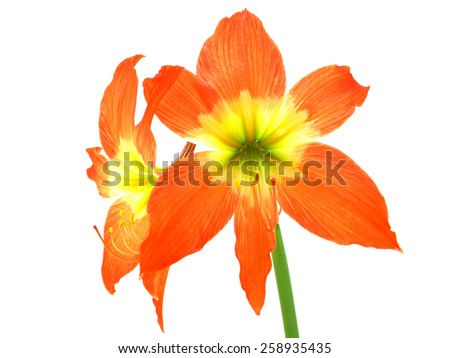 close up of brilliant red amaryllis flower on white background