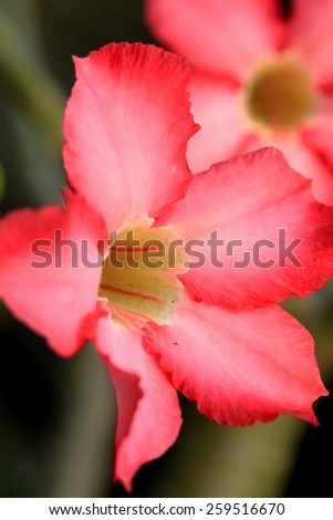 Impala lily adenium - pink flowers