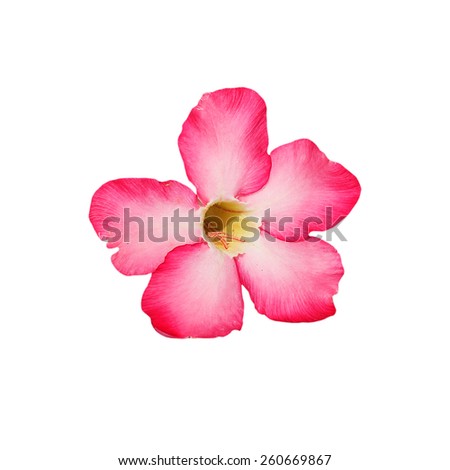 Desert Rose on white background