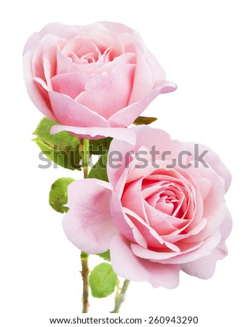 Pink rose bunch isolated on white background