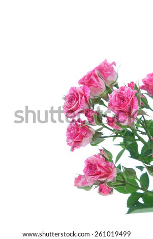 Bouquet of pink roses isolated on a white background