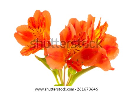 orange Alstroemeria flowers isolated on white background