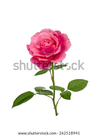 bright  pink rose isolated on  white background
