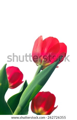 Red tulips isolated on white background close up view