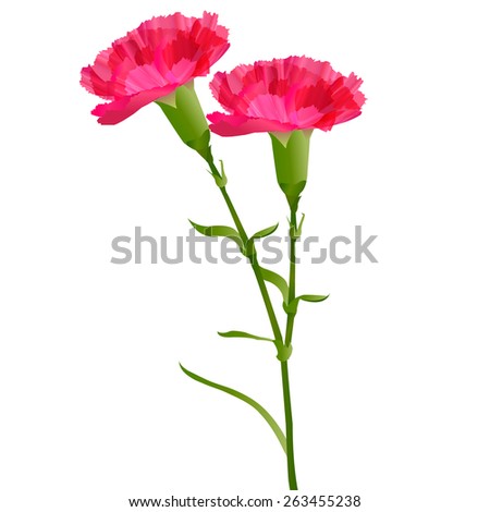 Carnation Mother's Day flowers