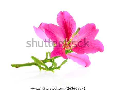 Purpurea purple flowers isolated with white on background
