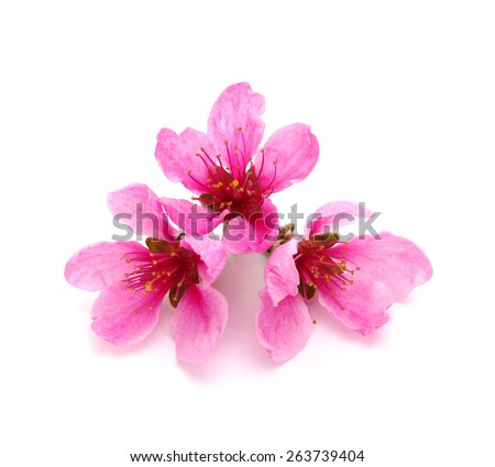 Branch with pink blossoms isolated on white background