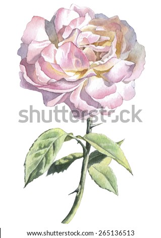 Realistic rose. Watercolor.  Vector. Hand drawn.