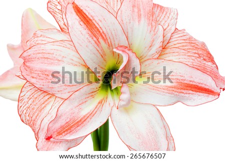 Hippeastrum double flowering Double Record close up