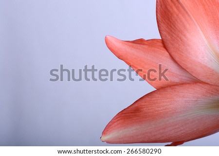 beautiful red gladiolus, close up