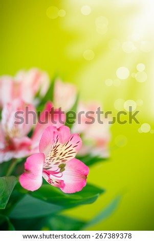 beautiful bouquet of flowers alstroemeria on a green background