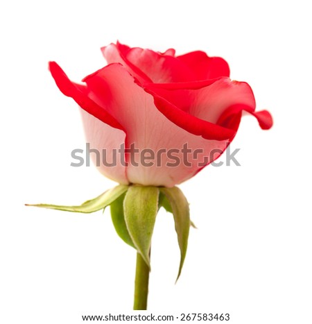 two-toned roses isolated on white background