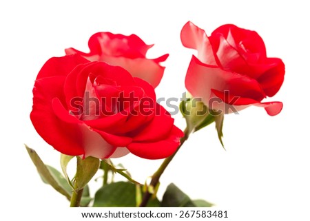 two-toned roses isolated on white background
