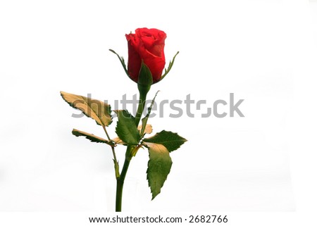 red isolated rose