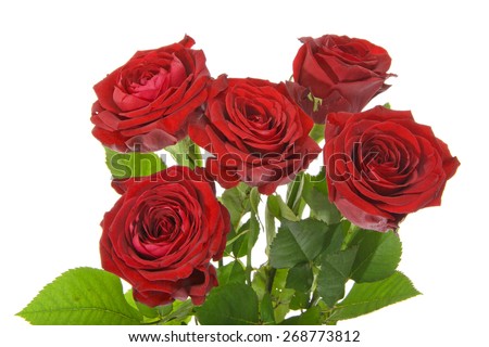 Beautiful Red Rose Stems. Isolated on White Background