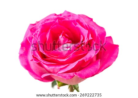 Beautiful Pink Rose isolated on white background