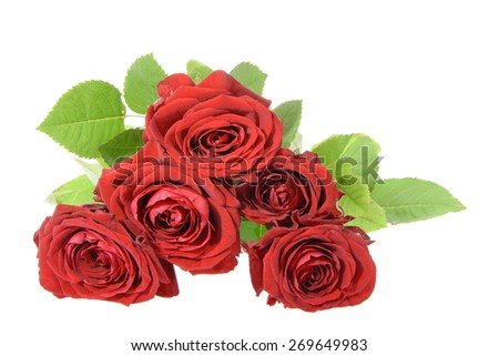 Beautiful Red Rose Stems. Isolated on White Background