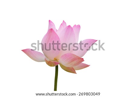 Pink lotus isolated on white background, clipping path included