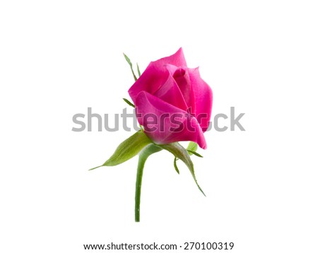 Pink button rose isolated on  white background. 
