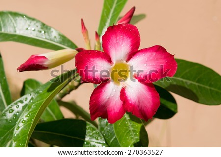 Desert Rose is a flower. Flower Pink Adenium.