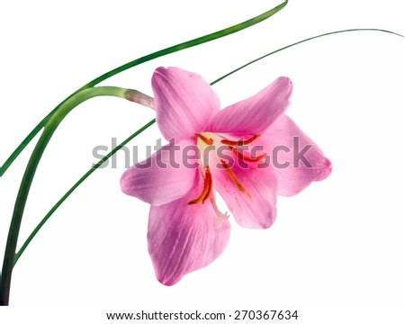 Pink-purple Zephyranthes flower, close up, isolated, white background. Common names for species in this genus include fairy lily, rain flower, zephyr lily, magic lily, Atamasco lily, and rain lily