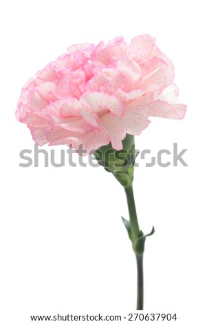 Pink carnation isolated on white background 