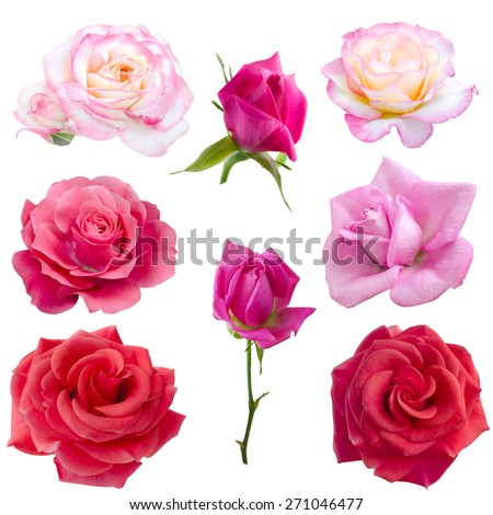 collage of eight  roses isolated on white background