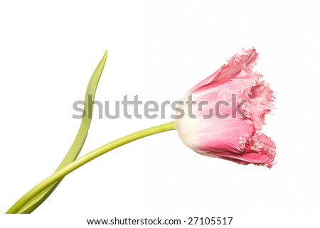 Red isolated tulp on the white background