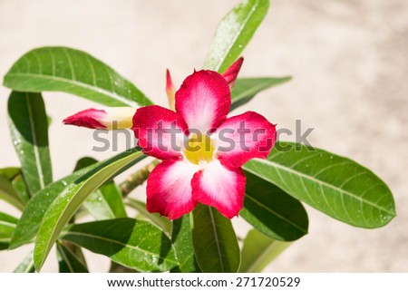 Desert Rose is a flower. Flower Pink Adenium.
