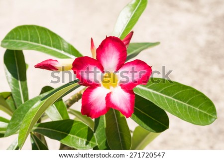 Desert Rose is a flower. flower Pink Adenium.