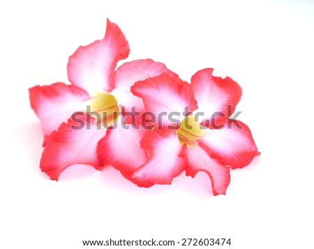 Floral background. Close up of Tropical flower Pink Adenium. Desert rose on isolated white background.