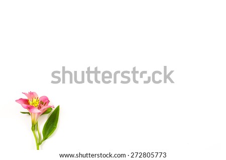 Colorful flower on white background