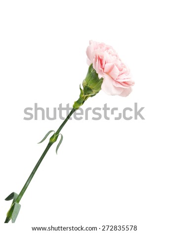 Pink carnations flower isolated on white background