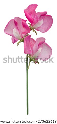 A single dark pink sweet pea flower, Lathyrus Odoratus, with three florets, isolated on a white background.