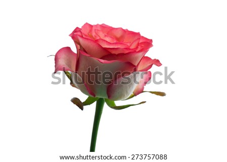 Pink rose on white background. Selective focus