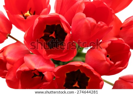 Bouquet of fresh tulips, closeup