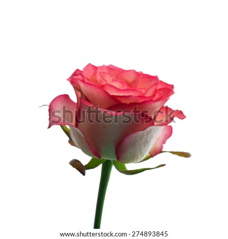 Pink rose isolated on white background. Selective focus