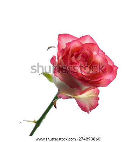 Pink rose isolated on white background. Selective focus
