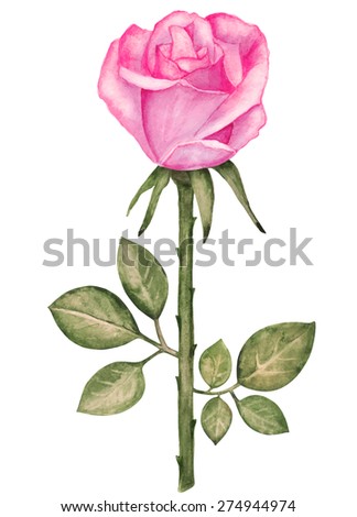 Watercolor vintage pink rose flower, branch, with green leaves closeup isolated on white background. Hand painting on paper